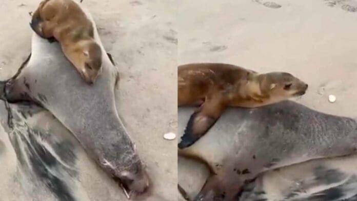 Video: Cría de lobo marino se despide de su madre en playas de Rosarito, Baja California