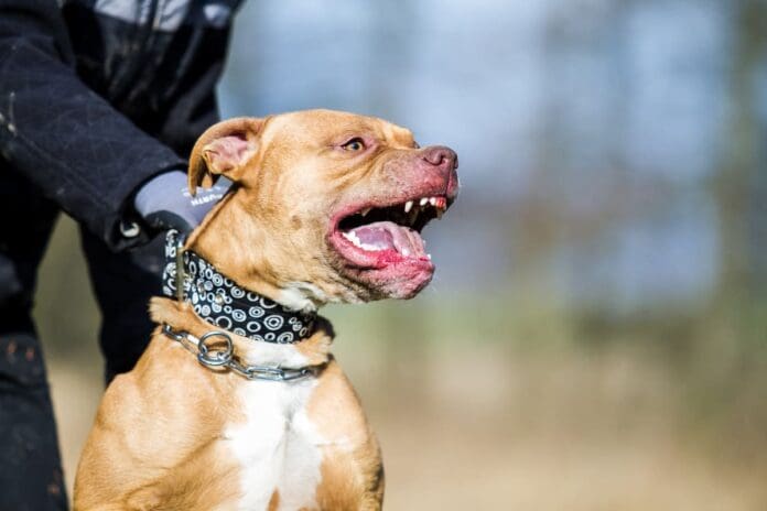 Niña de nueve años casi pierde ojo derecho tras el