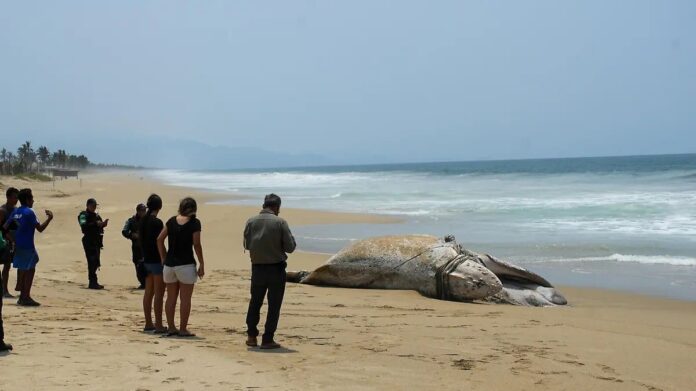 Muere ballena jorobada tras quedar atrapada en redes de pesca en Guerrero