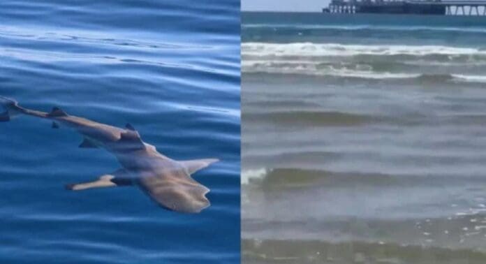 Muere joven tras ataque de tiburón durante sus vacaciones en Israel. El cuerrpo fue localizado horas después.