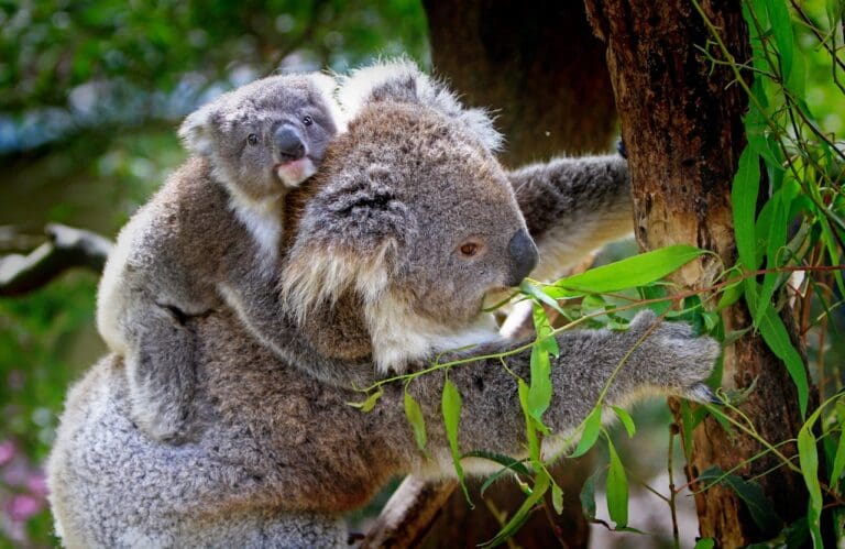 foto de koalas
