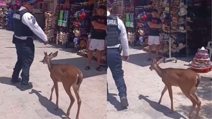 ¡Hola Bambi! Venado cola blanca sorprende en la Quinta Avenida de Playa del Carmen