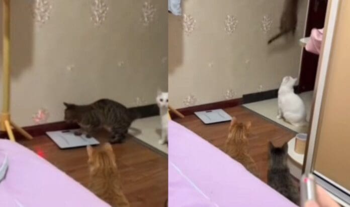 Hombre usa un láser para que sus gatos ‘apa