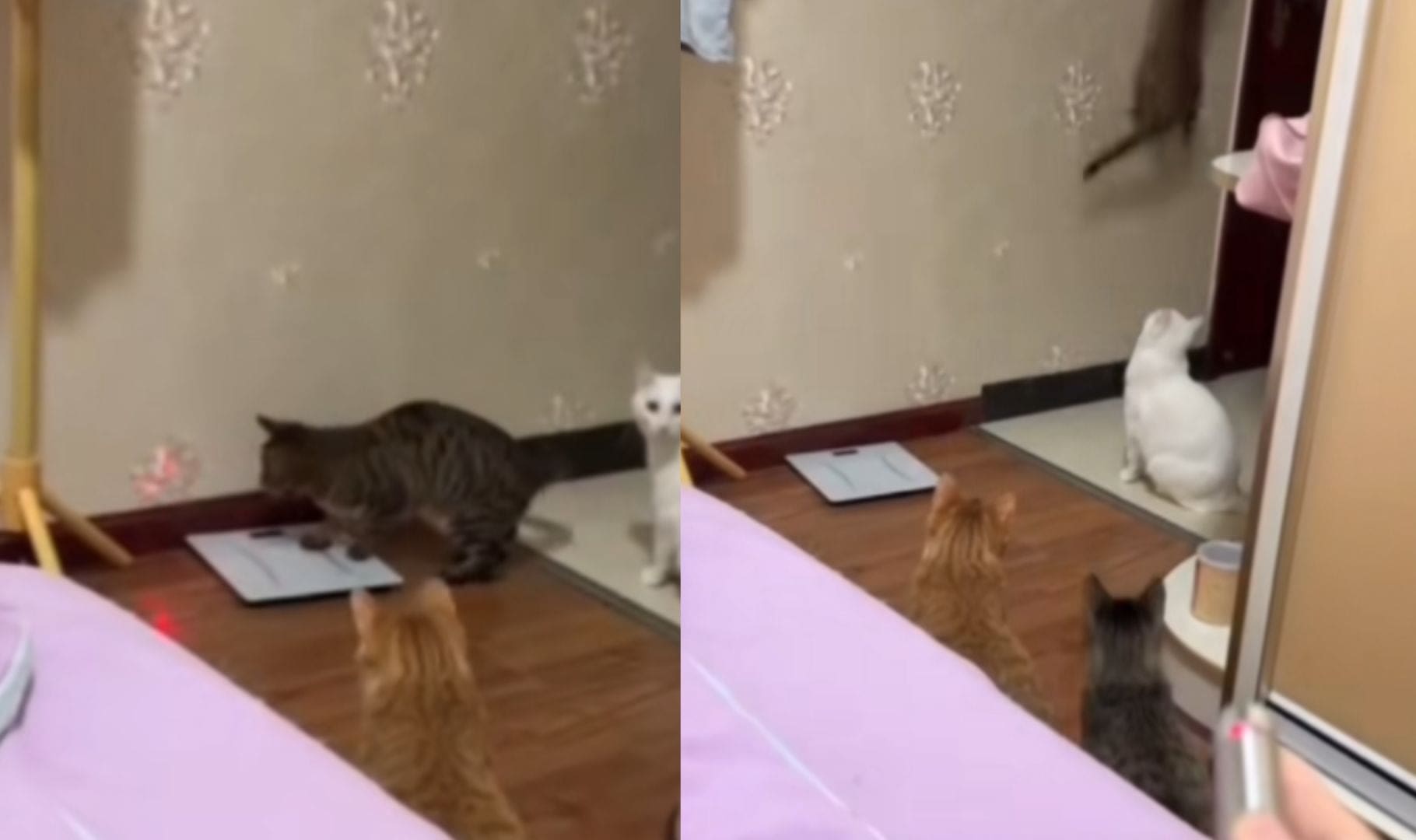 VIDEO: Hombre usa un láser para que sus gatos ‘apaguen la luz’ sin levantarse