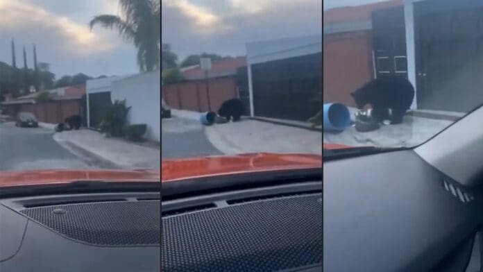 Captan a oso buscando comida entre la basura en Nuevo León