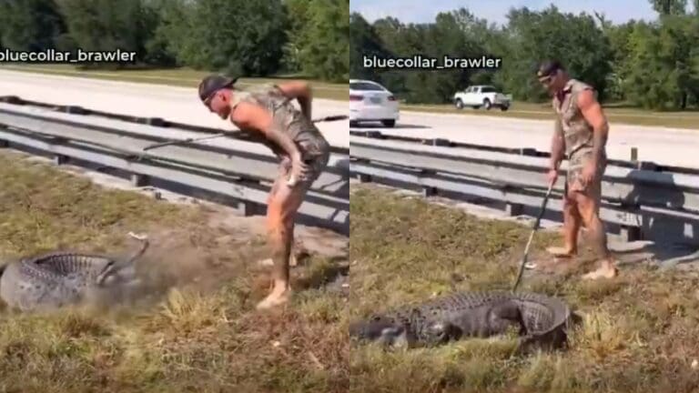 Tarzán moderno ayuda a la policía a capturar un caimán