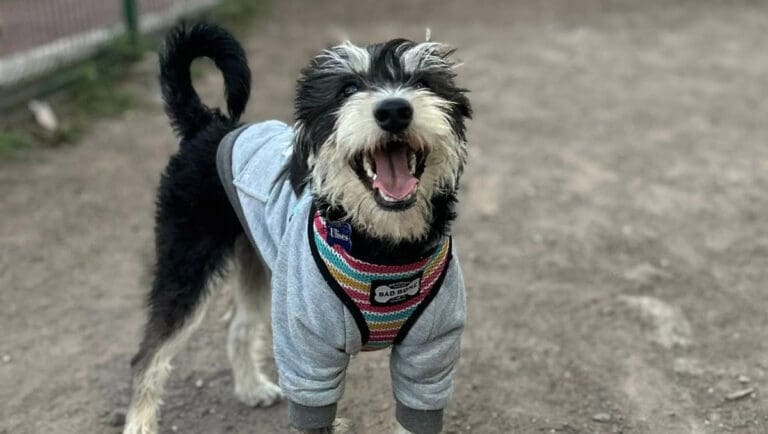 Joven rifa un celular para pagar estudios médicos de su perrito