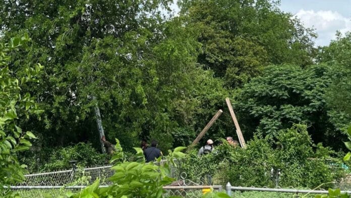 Migrante pasa ocho horas trepado en árbol para evitar ser deportado de Estados Unidos