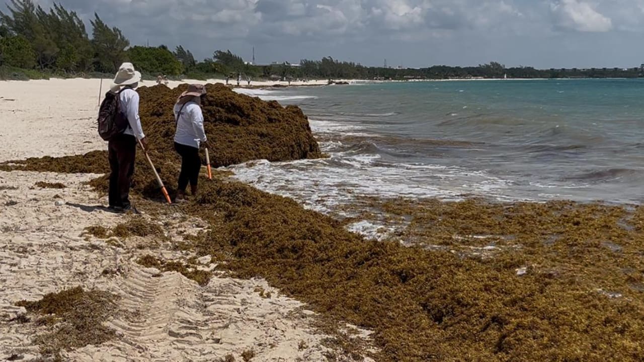 Playa del Carmen luce playas limpias, listas para las mejores postales del turismo