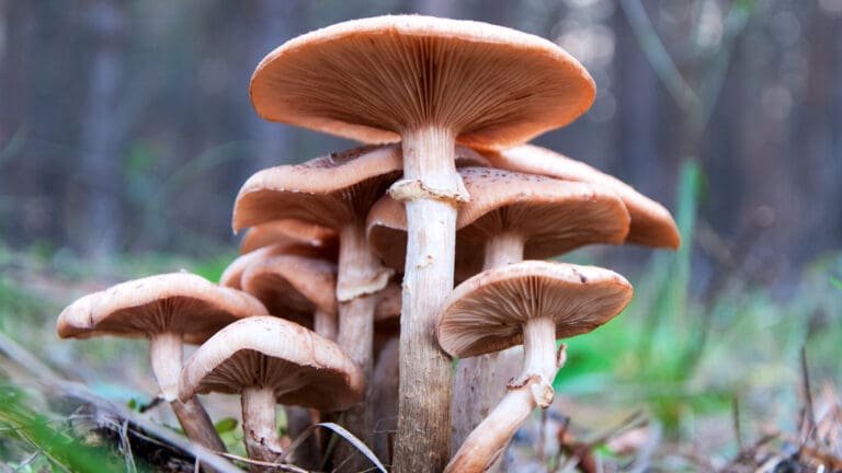 Mujer asesina a sus suegros con setas venenosas pen Australia