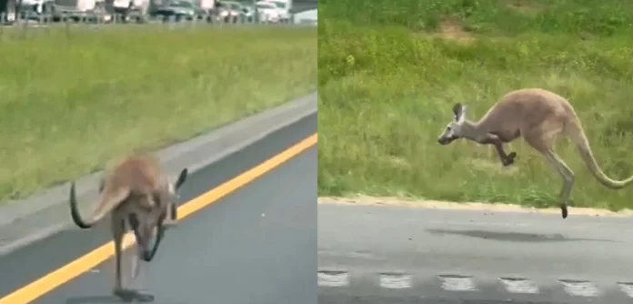 Canguro se escapa y provoca accidente automovilístico en Estados Unidos foto