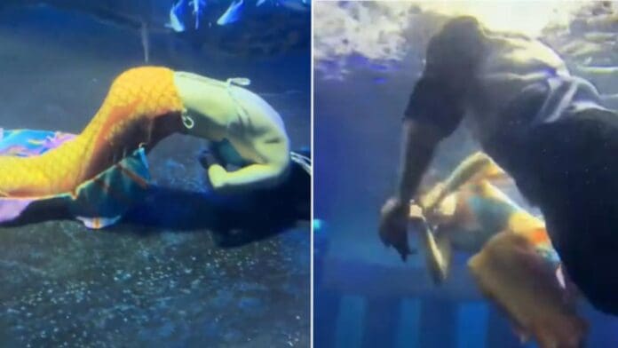 Video: Sirena de performance se desmaya mientras hacía su show en acuario de China
