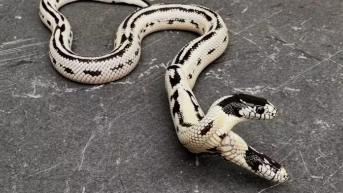 Video: Serpiente de dos cabezas sobrevive y crece en un vivero de California