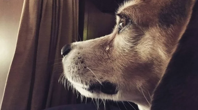 Detienen a mujer por matar a un perrito en una bolsa con cloro en Nuevo León