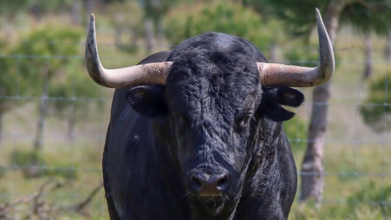 Toro se sube a una moto y escapa a toda velocidad en India