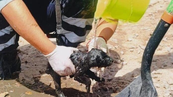 Rescatan a cachorro atrapado en el drenaje de una casa en Coahuila