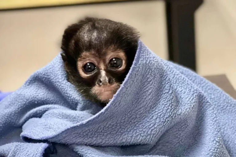 pareja llevaba monos sedados en sus partes íntimas