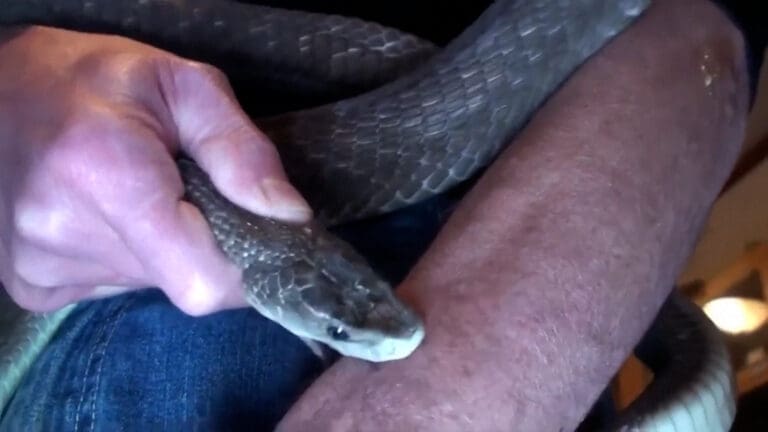 Hombre ha sido mordido por serpientes más de 200 veces