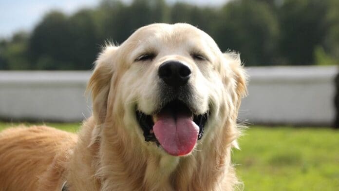 Científicos descubren nuevas capacidades lingüísticas en el cerebro de los perros