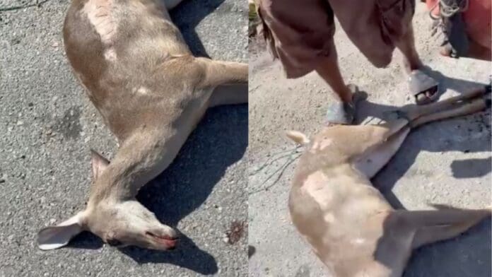 VIDEO: Atropellan a venado en la Cancún–Playa del Carmen; sujeto se lleva cuerpo para comérselo