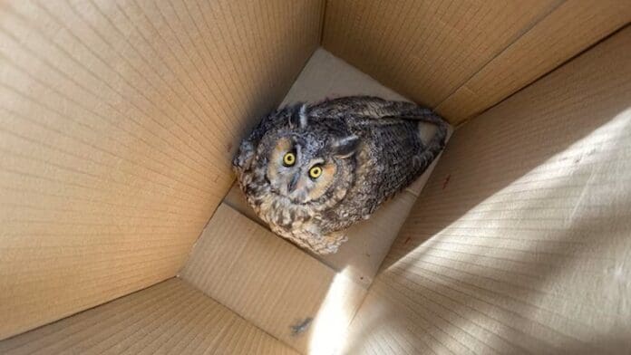 Profepa rescata a búho agredido tras ser confundido con una “bruja” en San Luis Potosí