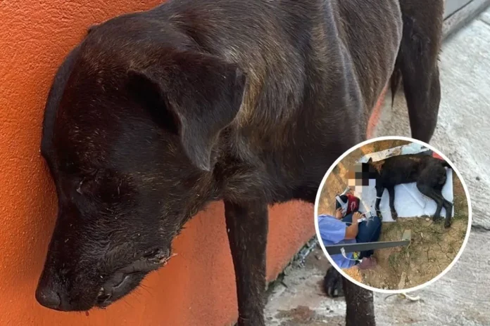 Perro muere tras ser envenenado con ácido muriático en Tabasco