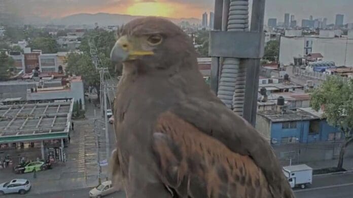 ideo: Águila posa frente a las cámaras de seguridad del C5 en CDMX