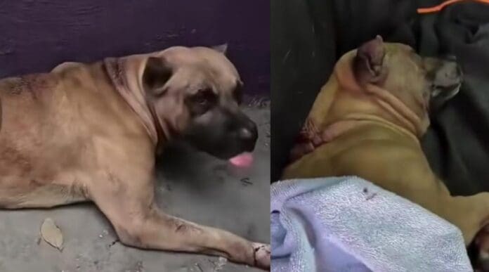 Blue, el perrito que fuera atacado con machete en Cancún continúa delicado de salud. Se recupera pero aún no logra comer.