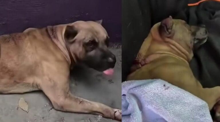 Blue, el perrito que fuera atacado con machete en Cancún continúa delicado de salud. Se recupera pero aún no logra comer.