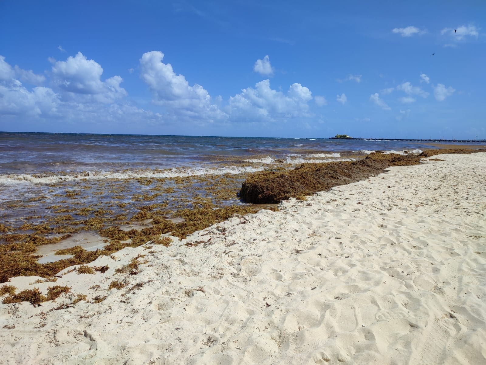 Conoce cuándo termina la temporada de sargazo en las playas de Quintana Roo