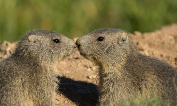 Duelo de marmotas bloquea el tráfico en una carretera en China