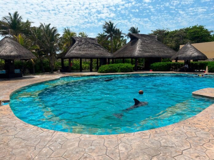 Clausuran de forma definitiva el Dolphinaris Barceló Riviera Maya por maltrato animal y violaciones legales