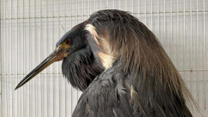 Niños encuentran un ave extraña y la intentan vender en Gómez Palacio, Durango