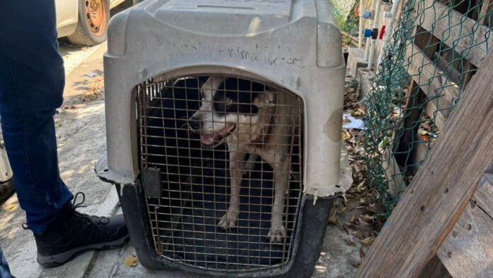 Rescatan a perrita víctima de maltrato en Playa del Carmen