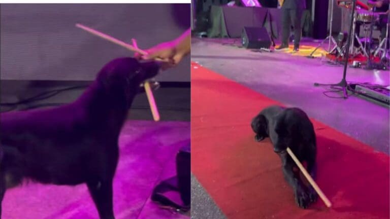 Video: Perrito le quita una baqueta a un baterista en pleno concierto en Estados Unidos