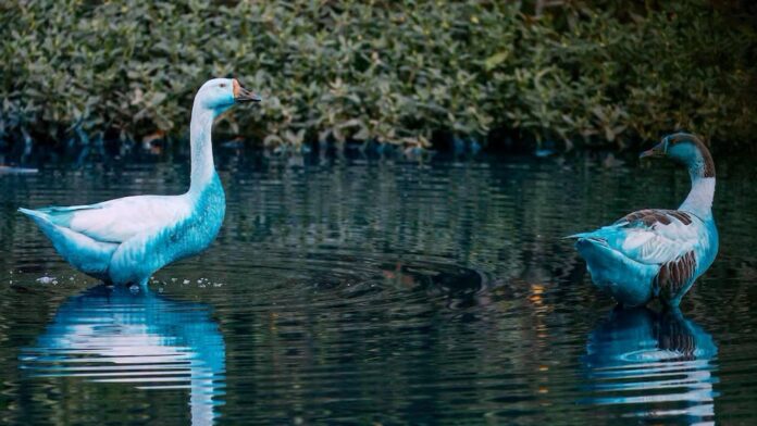 Video: Derrame de colorante tiñe de azul un lago y su fauna a las afueras de Sao Paulo, Brasil