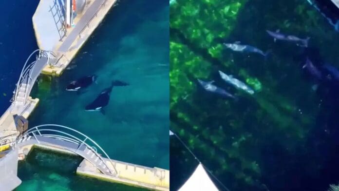 Encuentran a dos orcas y 12 delfines en acuario abandonado en Francia