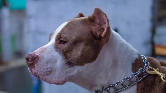 Sujeto es atacado por sus seis perros pitbull dentro de su casa en CDMX