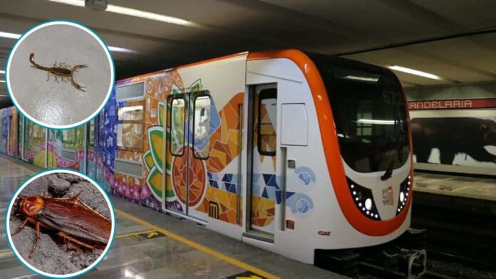 Chankanaab vibra con la Travesía Sagrada: un ritual de fe, identidad y memoria ancestral en Cozumel