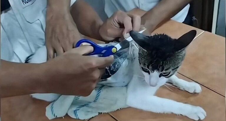 Descubren a un "narcomichi" en Costa Rica, se trata de un gato que ingresaba droga a una cárcel. ¿Qué tal?