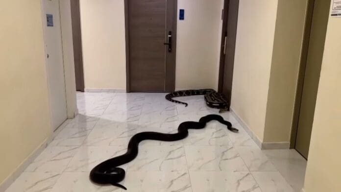 Video: Sujeto deja dos serpientes en los pasillos de su edificio para vengarse de sus vecinos molestos en Bangkok
