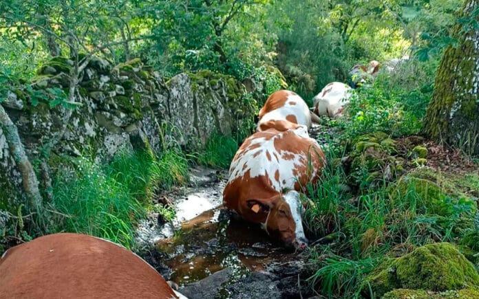 Mueren 27 vacas tras ser alcanzadas por un rayo en España