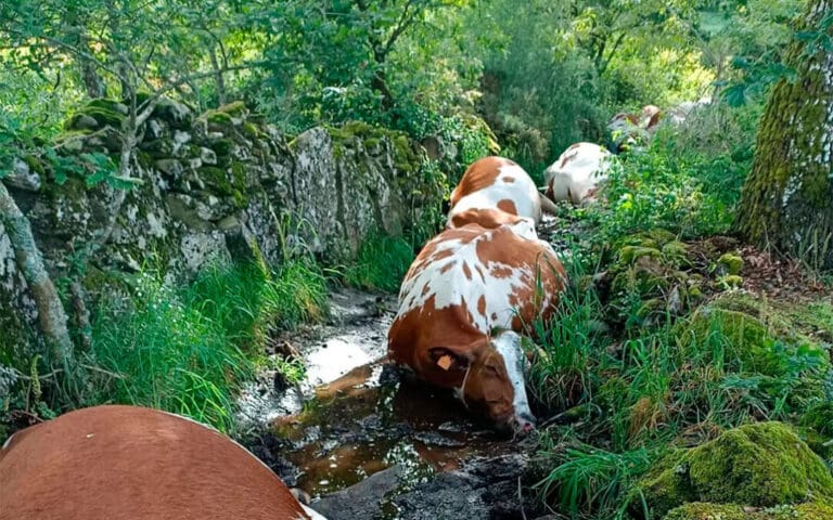Video: Mueren 27 vacas tras ser alcanzadas por un rayo en España