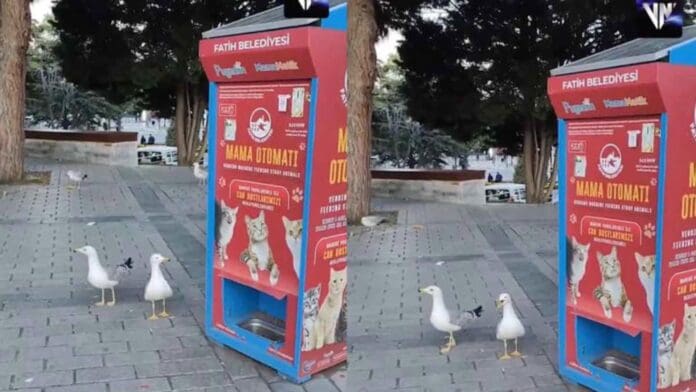 Video: Gaviotas aprenden a maullar para conseguir comida en Turquía