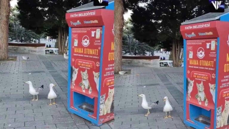 Video: Gaviotas aprenden a maullar para conseguir comida en Turquía