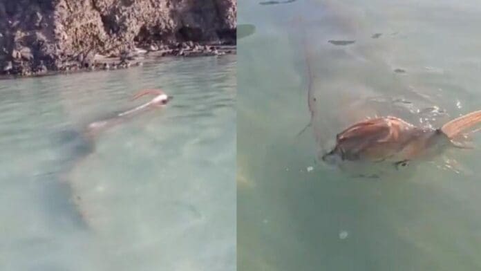 Pez remo, asociado a desastres naturales es captado en playa de Baja California Sur