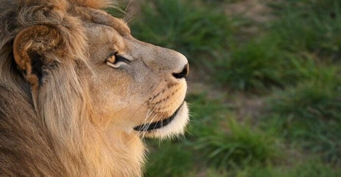 Felino ataca al alcalde de García, Nuevo León. El político fue criticado porque lo acusan de usar a los animales para promocionarse.