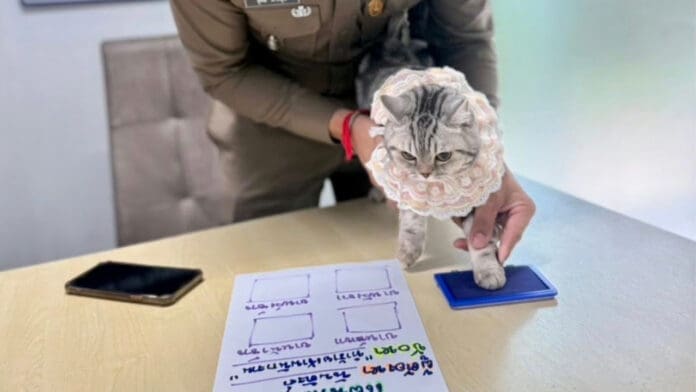 Arrestan a una gatita en Tailandia por morder y arañar a los policías