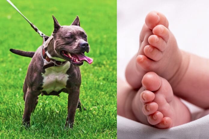 Bebé de un mes muere tras ser mordida por un perro en Estados Unidos