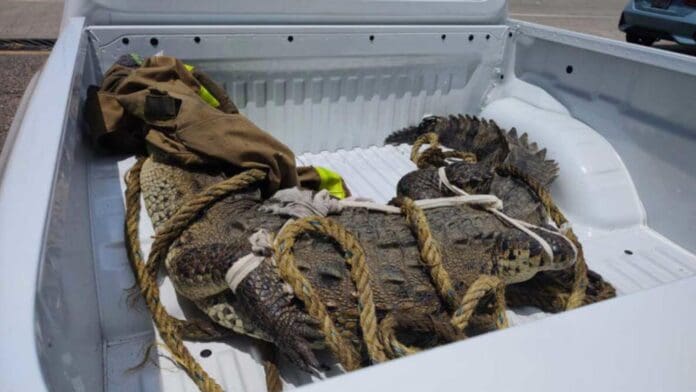 Capturan cocodrilo de 2.5 metros de largo en Acapulco